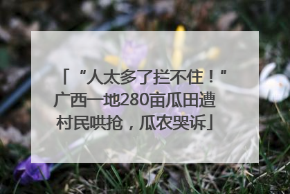“人太多了拦不住！”广西一地280亩瓜田遭村民哄抢，瓜农哭诉