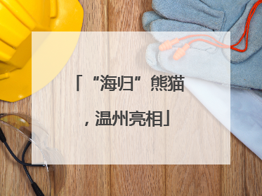 “海归”熊猫，温州亮相