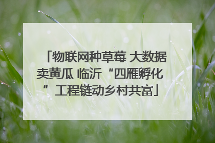 物联网种草莓 大数据卖黄瓜 临沂“四雁孵化”工程链动乡村共富