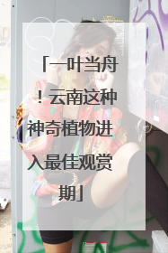 一叶当舟！云南这种神奇植物进入最佳观赏期