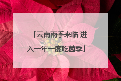 云南雨季来临 进入一年一度吃菌季