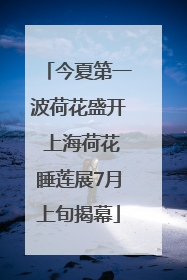 今夏第一波荷花盛开 上海荷花睡莲展7月上旬揭幕