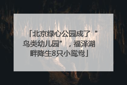 北京绿心公园成了“鸟类幼儿园”，福泽湖畔降生8只小鸳鸯