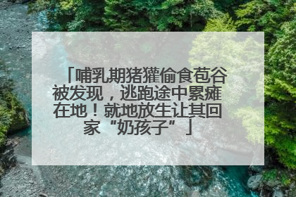 哺乳期猪獾偷食苞谷被发现，逃跑途中累瘫在地！就地放生让其回家“奶孩子”