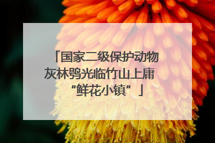 国家二级保护动物灰林鸮光临竹山上庸“鲜花小镇”