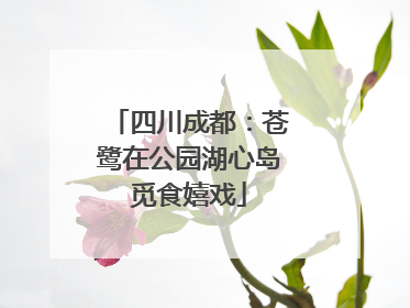四川成都：苍鹭在公园湖心岛觅食嬉戏