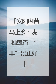 安阳内黄马上乡：麦穗飘香 “丰”景正好