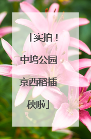 实拍！中坞公园京西稻插秧啦