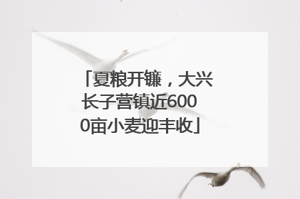 夏粮开镰，大兴长子营镇近6000亩小麦迎丰收