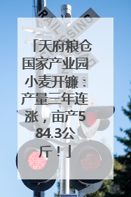 天府粮仓国家产业园小麦开镰：产量三年连涨，亩产584.3公斤！