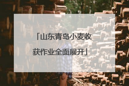 山东青岛小麦收获作业全面展开