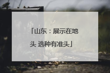山东：展示在地头 选种有准头