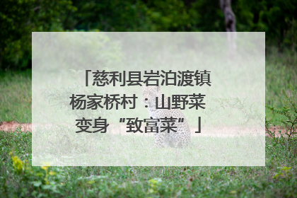 慈利县岩泊渡镇杨家桥村：山野菜变身“致富菜”