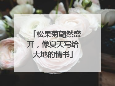 松果菊翩然盛开，像夏天写给大地的情书