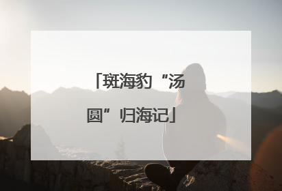 斑海豹“汤圆”归海记