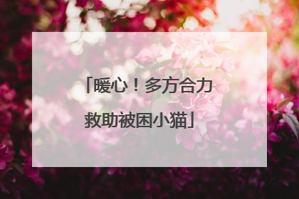 暖心！多方合力救助被困小猫