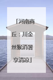 河南商丘：川金丝猴消暑享清凉