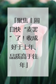 聚焦丨周口快“麦罢”了！收成好于上年、品质高于往年