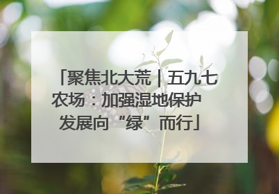 聚焦北大荒｜五九七农场：加强湿地保护 发展向“绿”而行