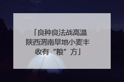 良种良法战高温 陕西渭南旱地小麦丰收有“粮”方