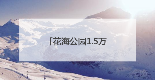 花海公园1.5万平方米醉蝶花盛放