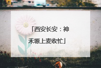 西安长安：神禾塬上麦收忙