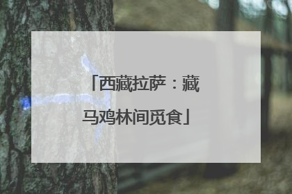 西藏拉萨：藏马鸡林间觅食
