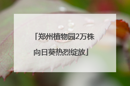 郑州植物园2万株向日葵热烈绽放