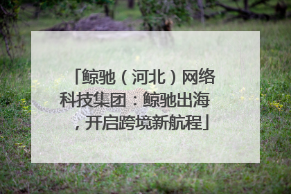 鲸驰（河北）网络科技集团：鲸驰出海，开启跨境新航程