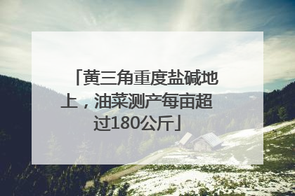 黄三角重度盐碱地上，油菜测产每亩超过180公斤