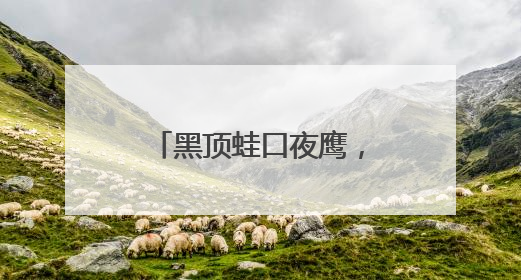 黑顶蛙口夜鹰，中国唯一蟆口鸱科物种现身临沧