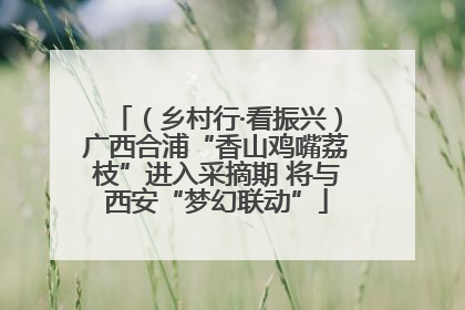（乡村行·看振兴）广西合浦“香山鸡嘴荔枝”进入采摘期 将与西安“梦幻联动”