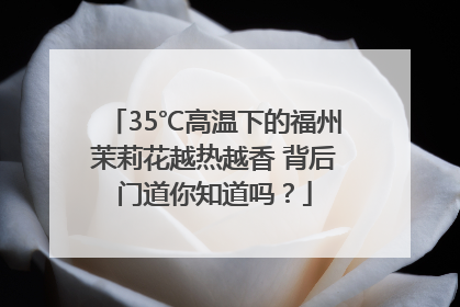 35℃高温下的福州茉莉花越热越香 背后门道你知道吗？